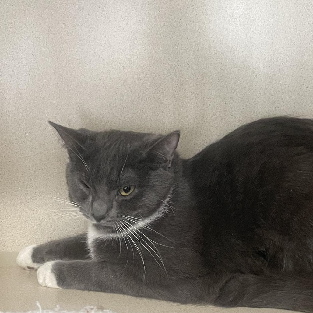 Mrs. Puff, a Adoptable Domestic Short Hair in Calverton, NY image 4/4