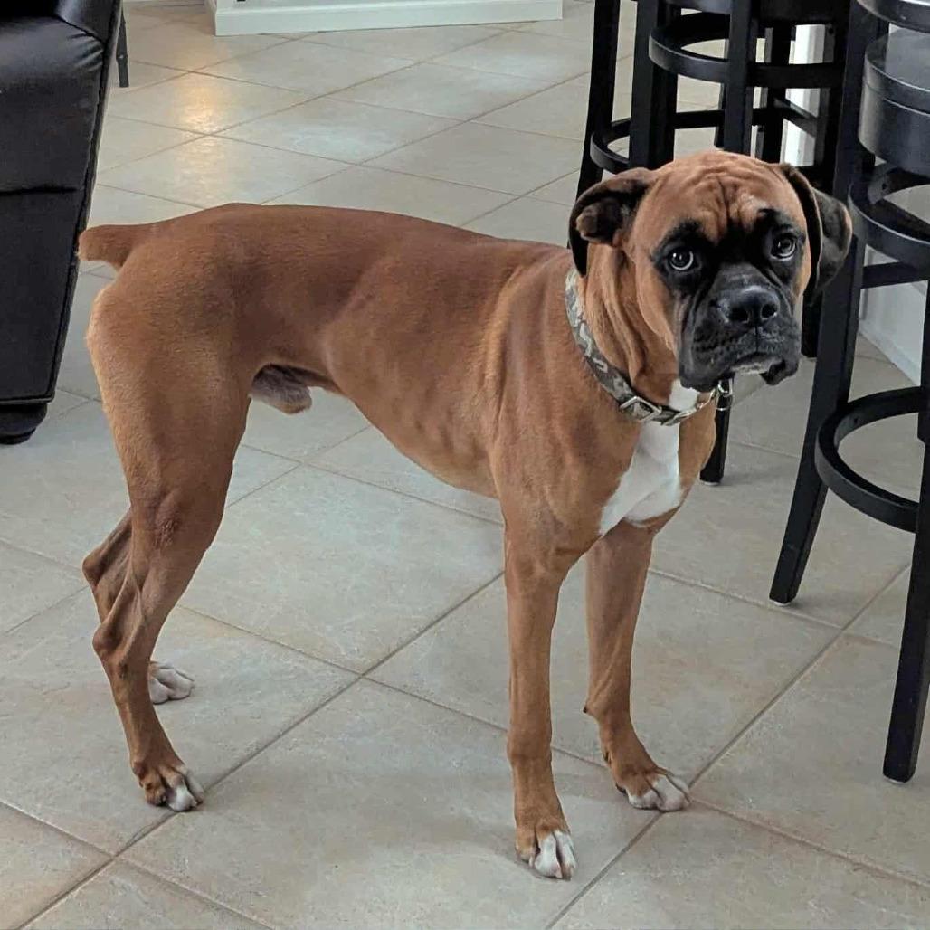Authur, a Adoptable Boxer in Tallahassee, FL image 1/6