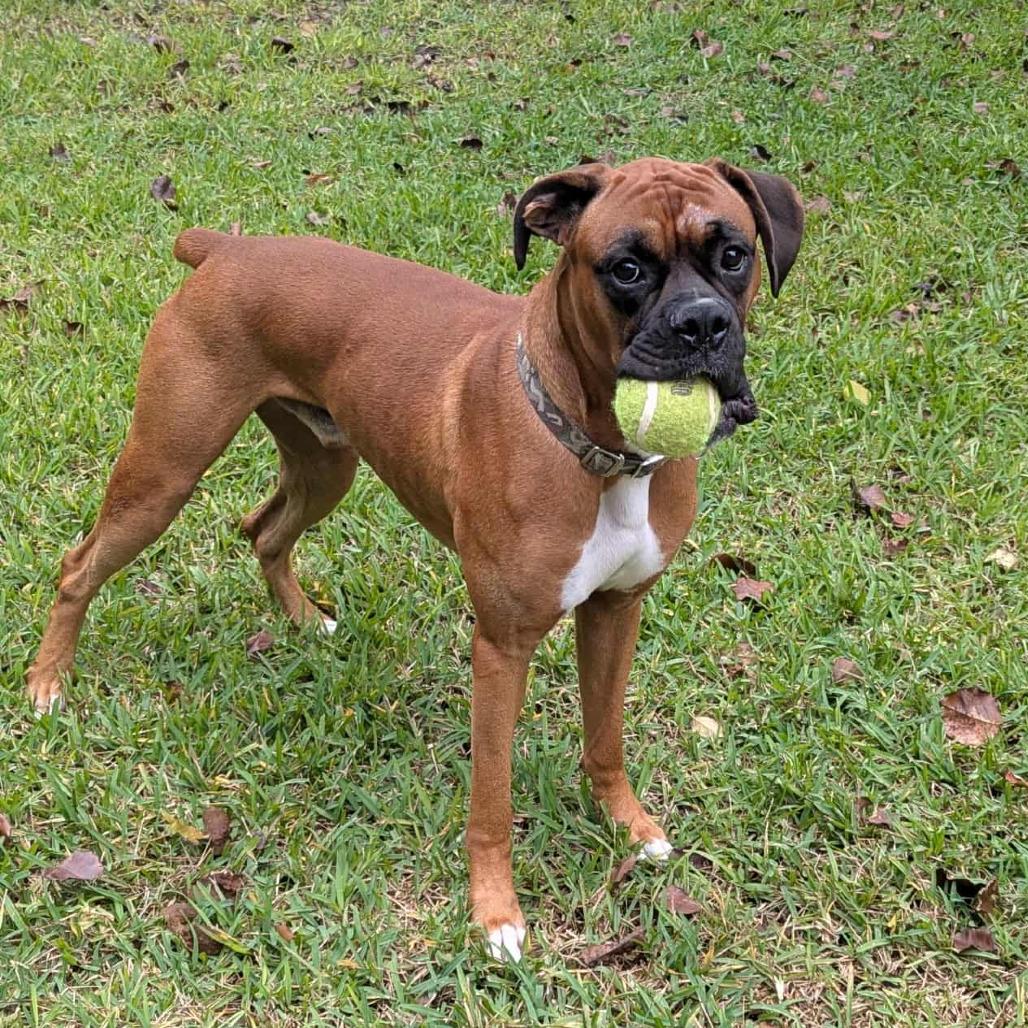 Authur, a Adoptable Boxer in Tallahassee, FL image 2/6