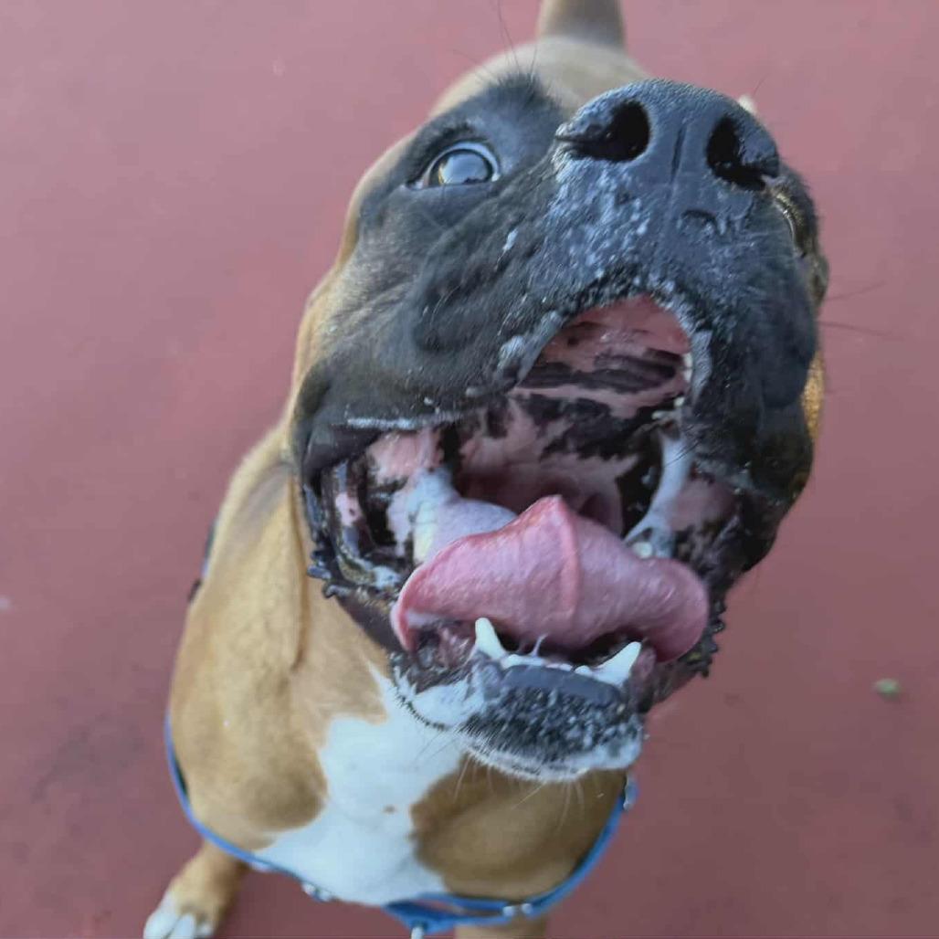 Authur, a Adoptable Boxer in Tallahassee, FL image 3/6