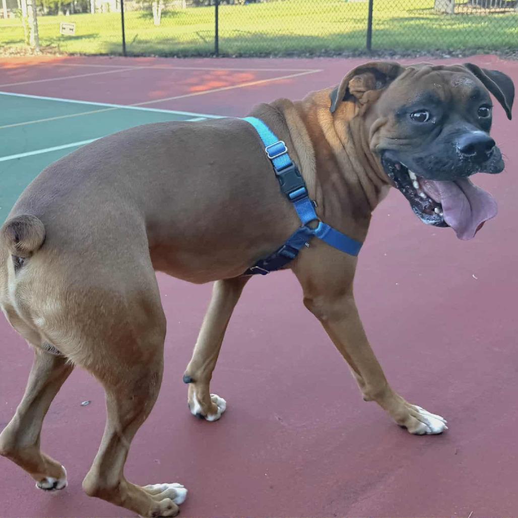 Authur, a Adoptable Boxer in Tallahassee, FL image 4/6