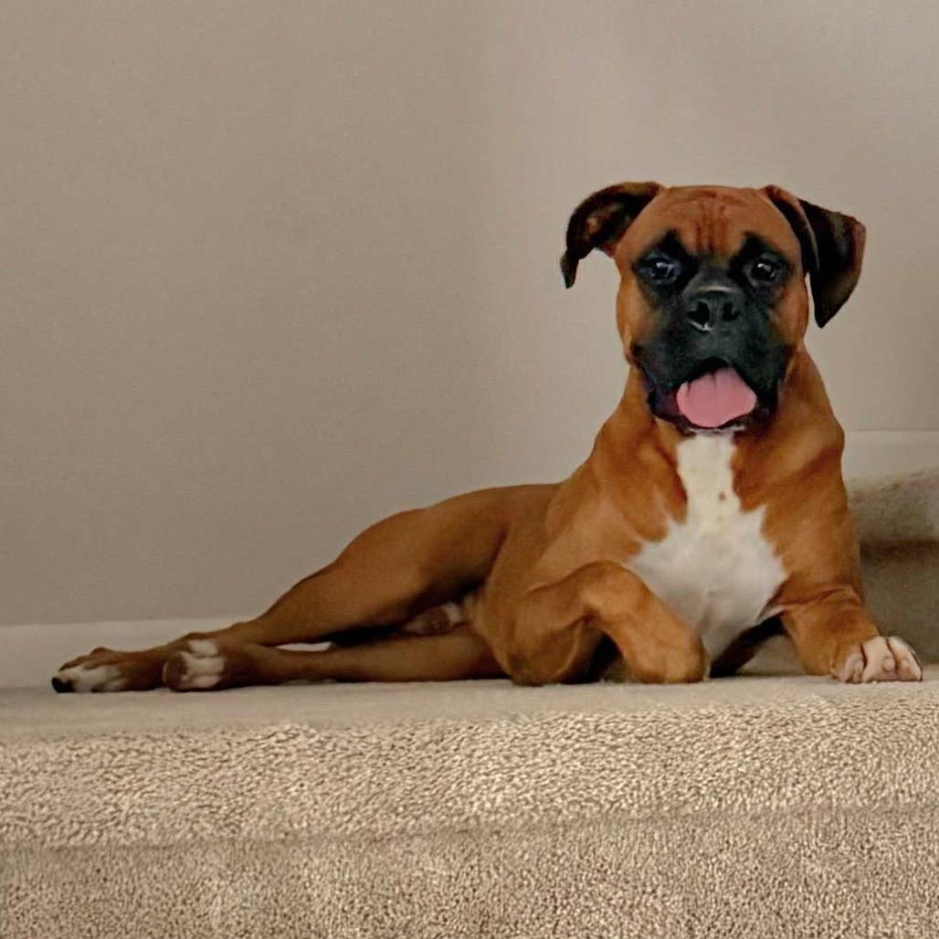 Authur, a Adoptable Boxer in Tallahassee, FL image 5/6