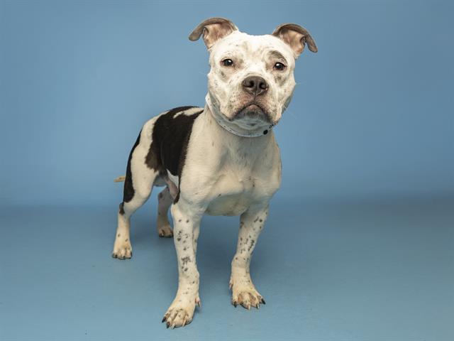 FRANK, Adoptable, Adult Male Pit Bull Terrier & Mixed Breed.