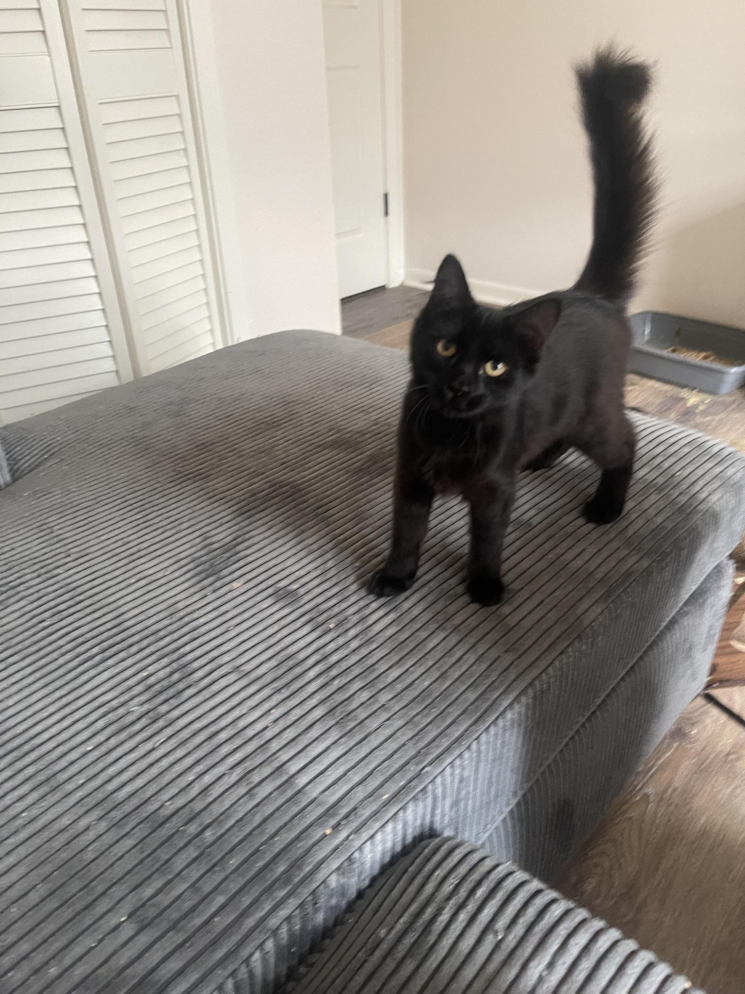 Enlarge Ember and Soot, an adopted Nebelung in Houston, TX image 5/6