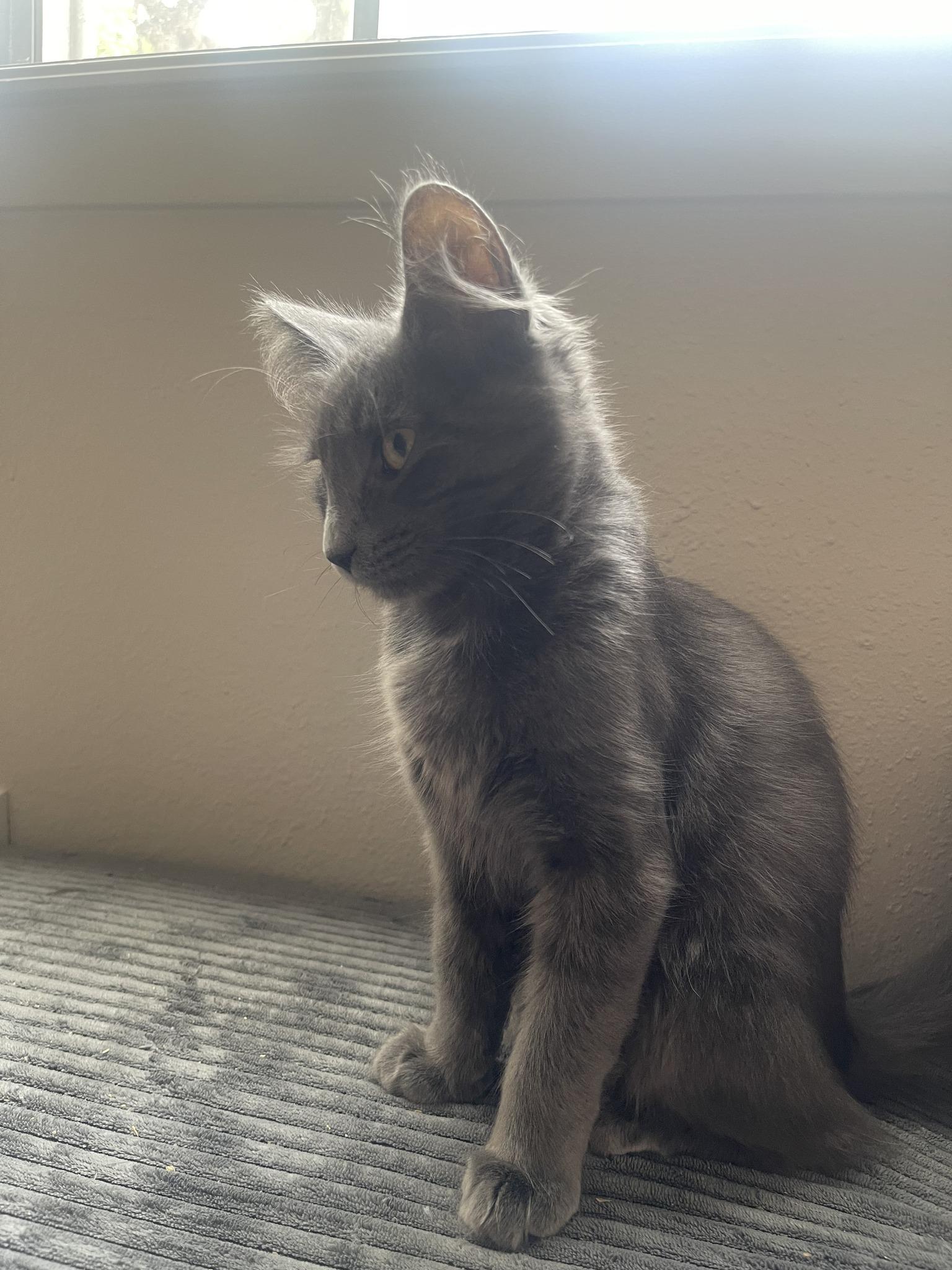 Enlarge Ember and Soot, an adopted Nebelung in Houston, TX image 3/6
