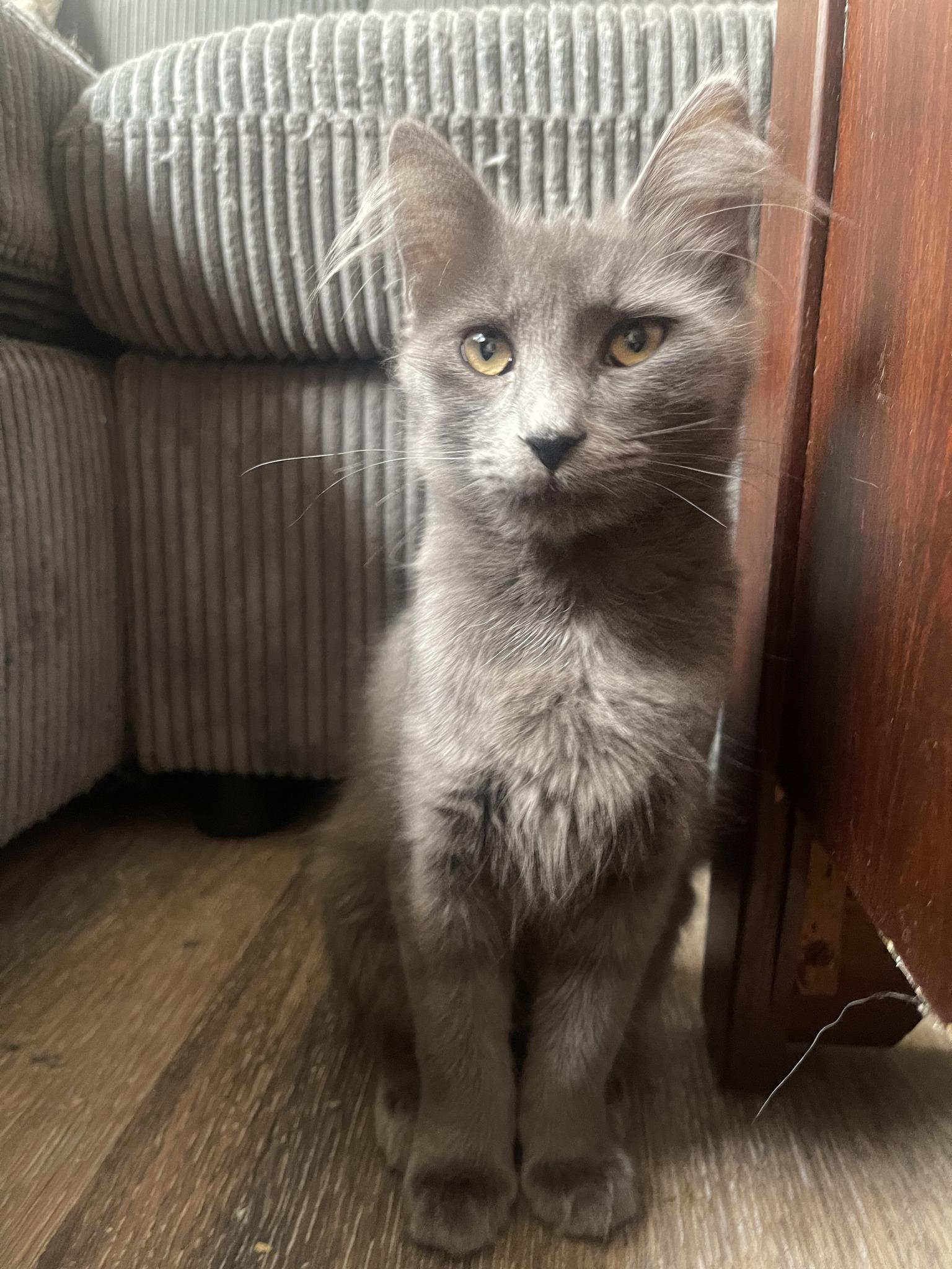 Enlarge Ember and Soot, an adopted Nebelung in Houston, TX image 2/6