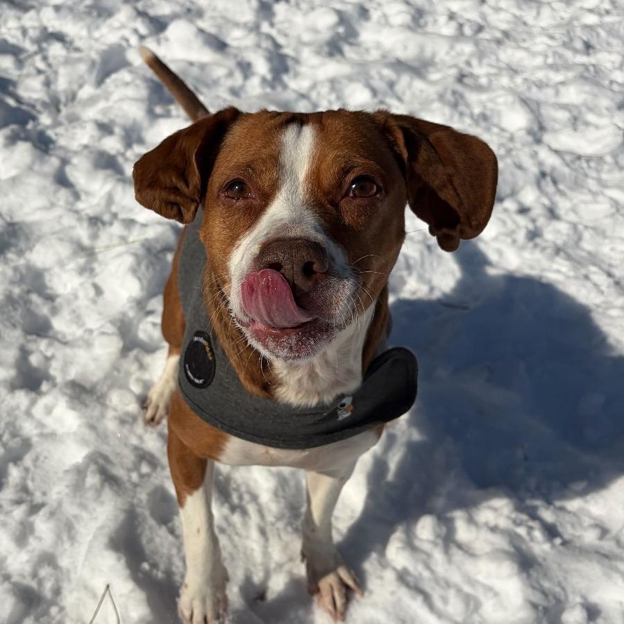 Cauliflower, Adoptable, Adult Female Beagle & Terrier.
