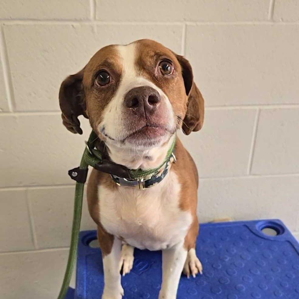 Enlarge Cauliflower, a Adoptable mixed breed in Louisville, KY image 2/2