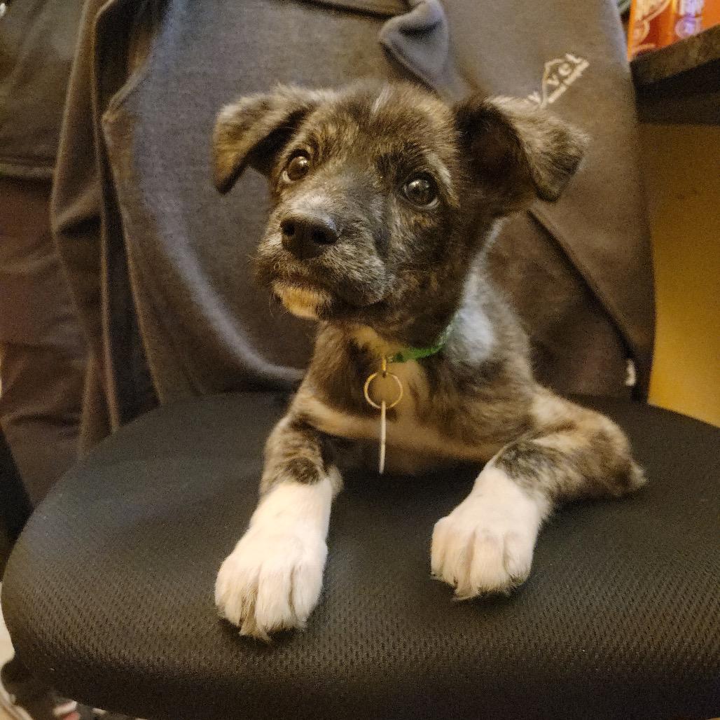 Enlarge Kelso, a ADOPTABLE Mixed Breed in Chicago, IL image 2/4