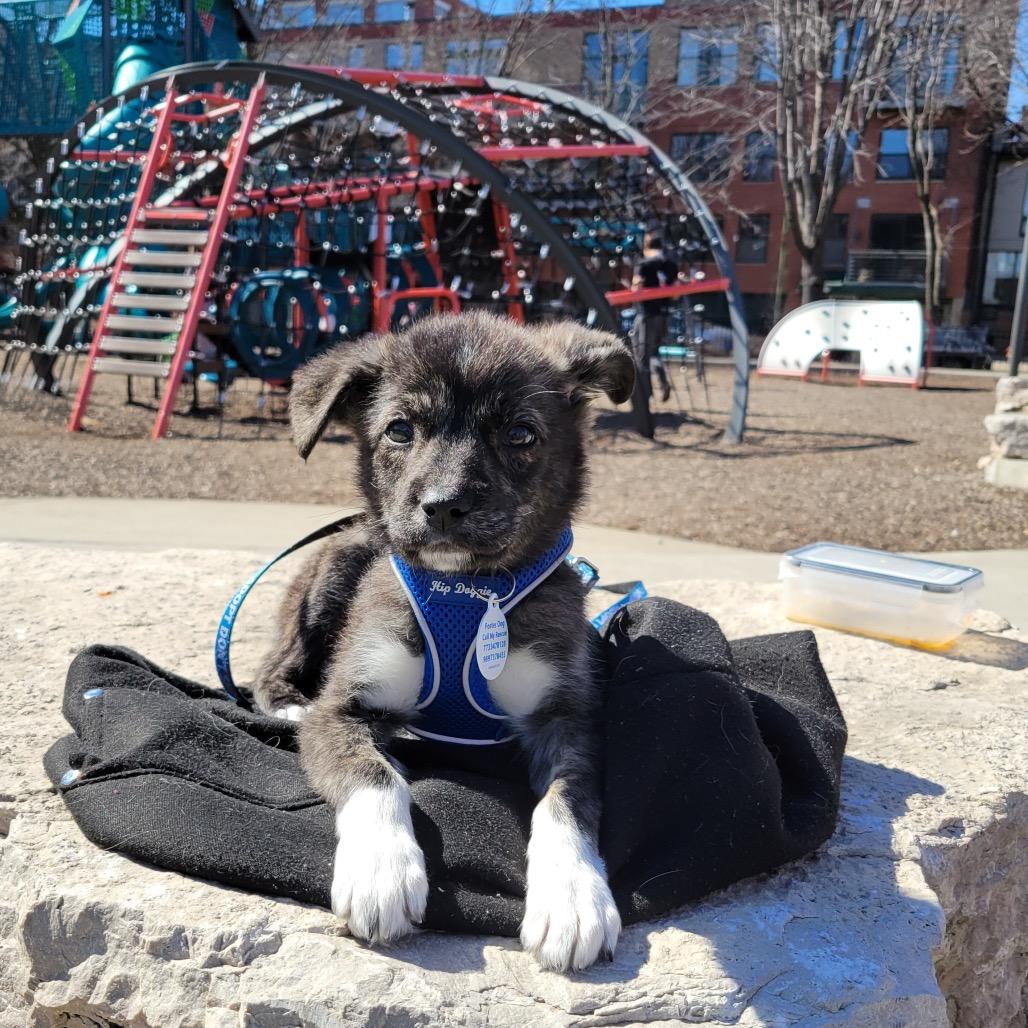 Enlarge Kelso, a ADOPTABLE Mixed Breed in Chicago, IL image 1/4