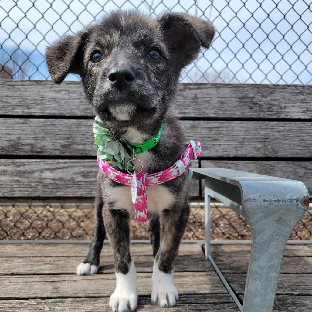 Enlarge Kelso, a ADOPTABLE Mixed Breed in Chicago, IL image 4/4
