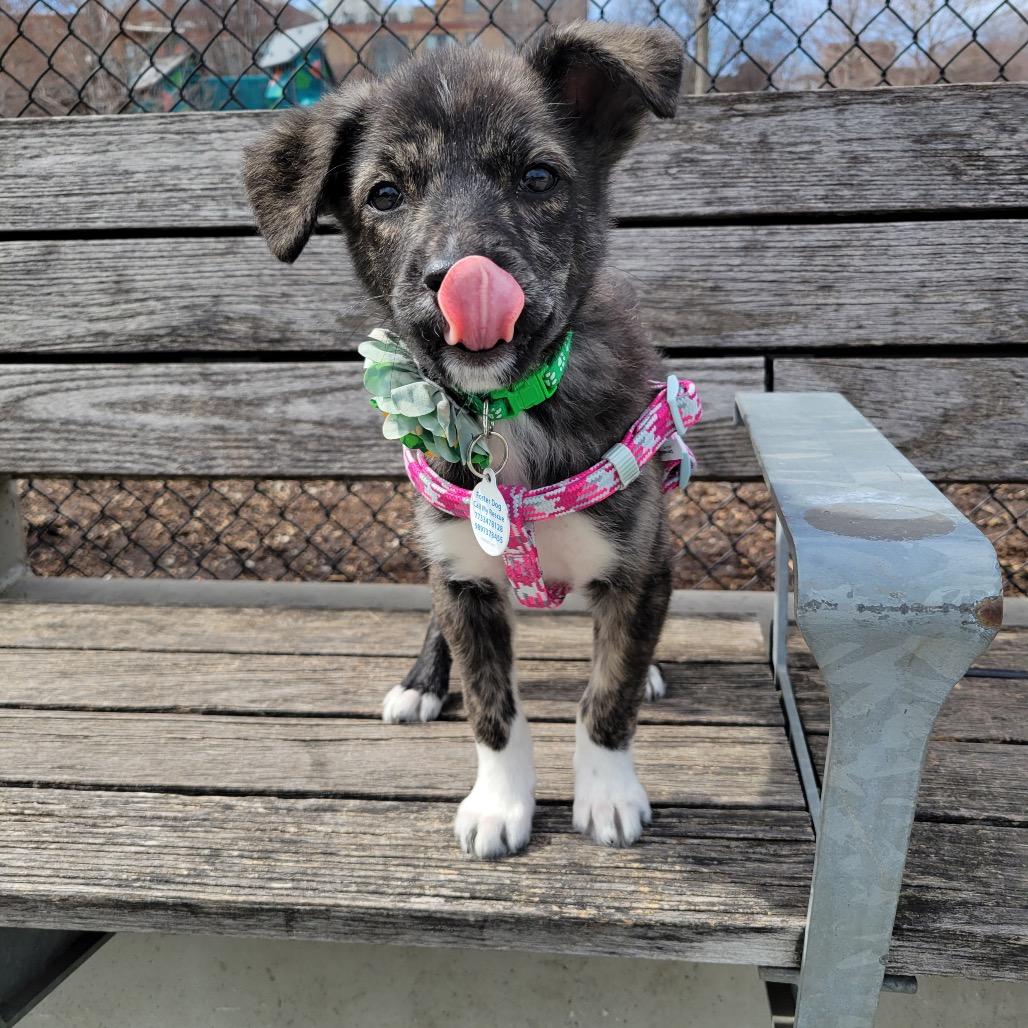 Enlarge Kelso, a ADOPTABLE Mixed Breed in Chicago, IL image 3/4