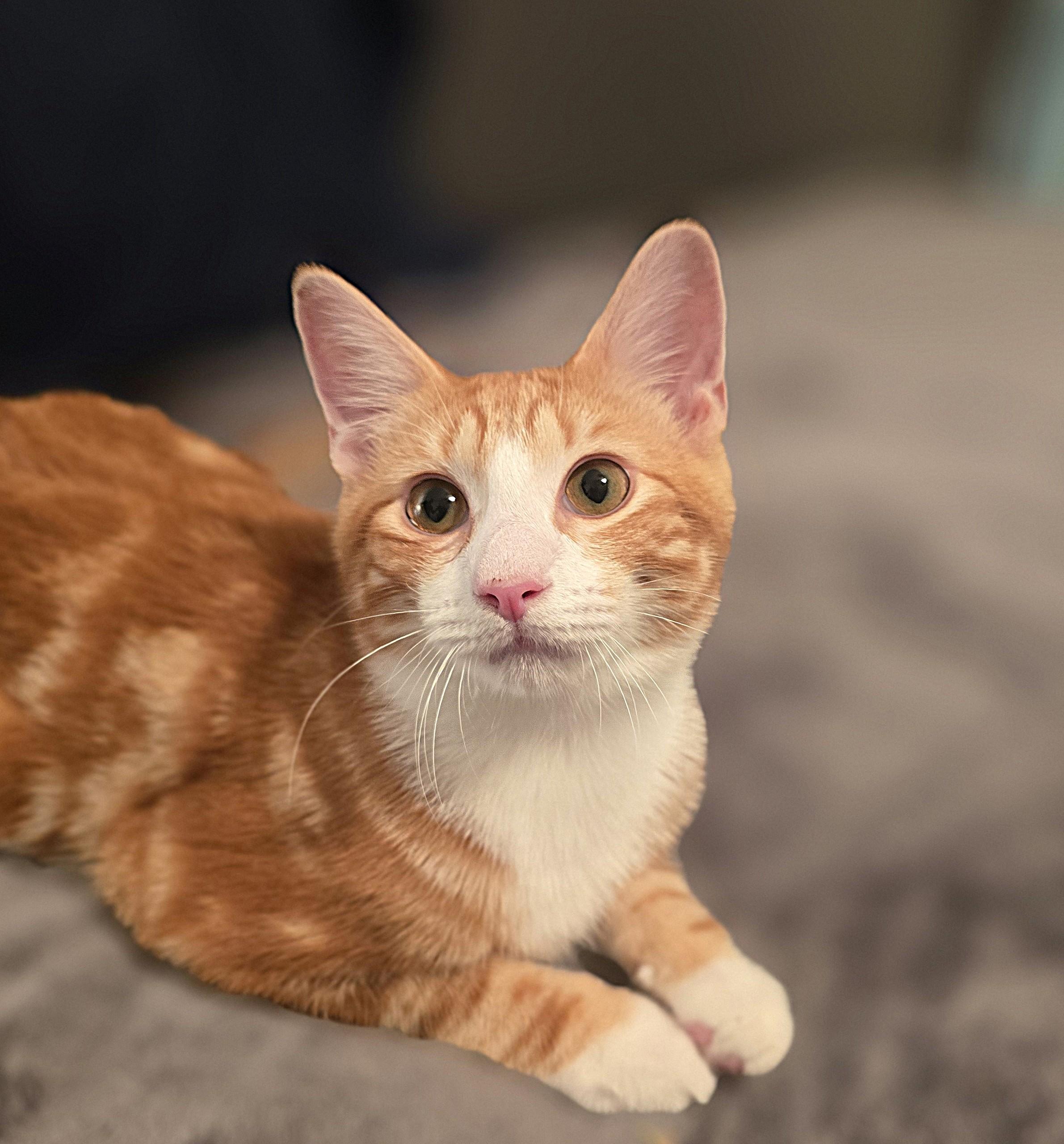 Enlarge Max, a Adoptable Domestic Short Hair in Wilmington, NC image 3/3