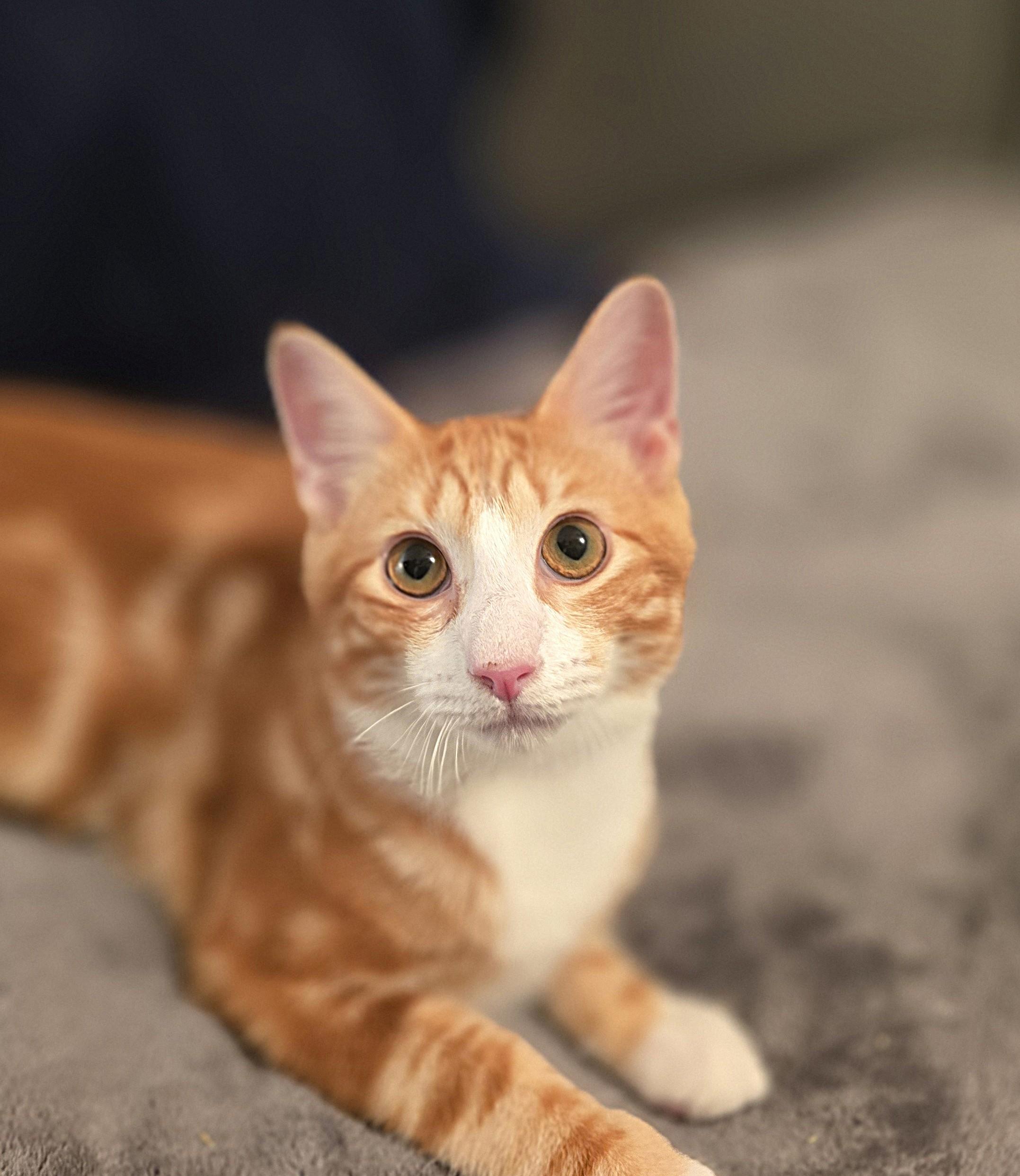 Enlarge Max, a Adoptable Domestic Short Hair in Wilmington, NC image 2/3