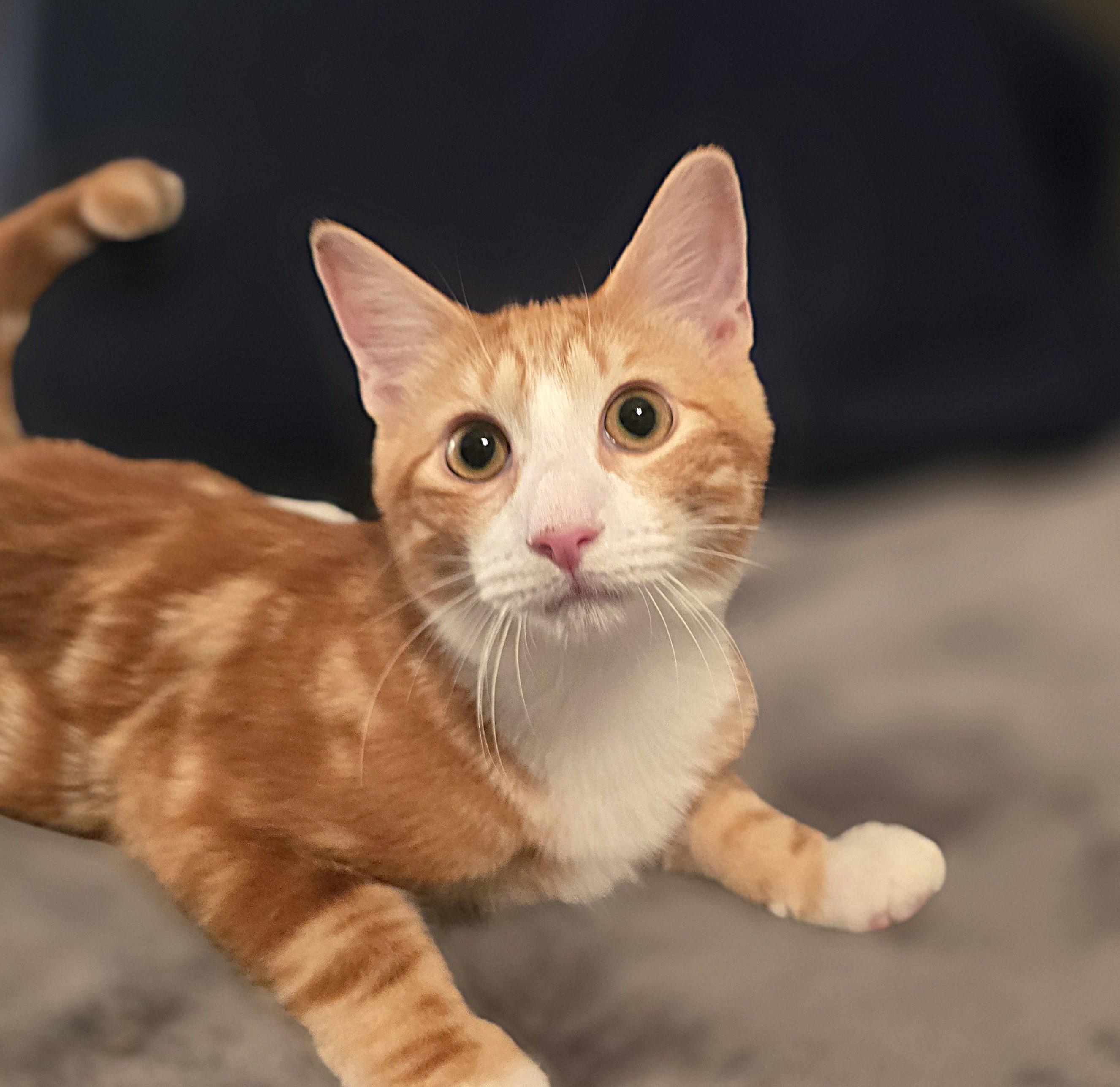 Enlarge Max, a Adoptable Domestic Short Hair in Wilmington, NC image 1/3