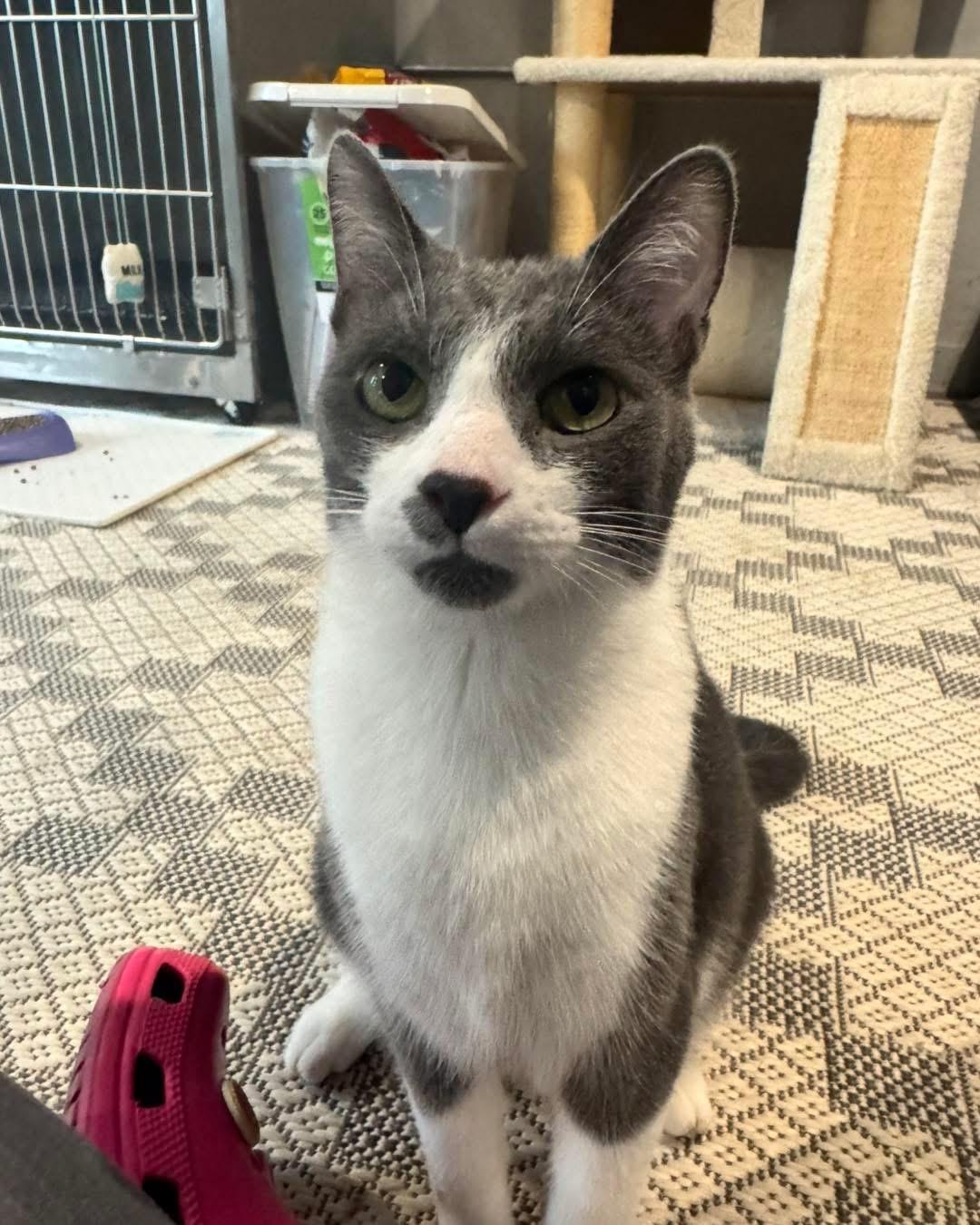 Frank & Cholula, a Adoptable Domestic Short Hair in Grand Haven, MI image 2/6