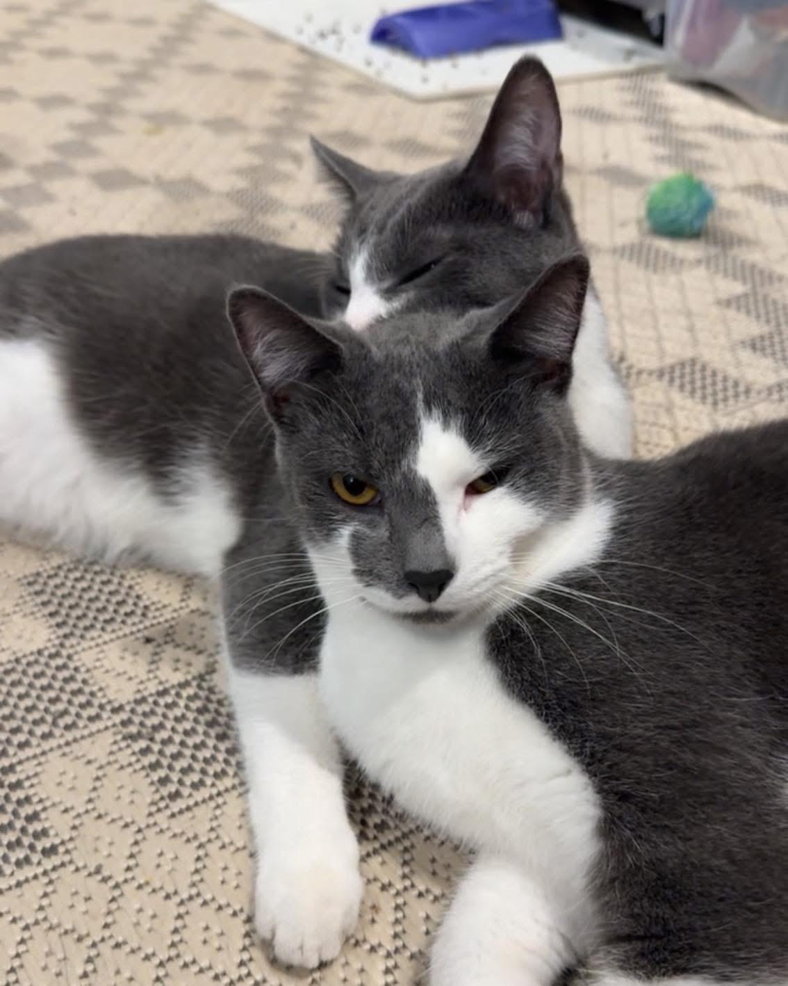 Frank & Cholula, Adoptable, Young Male Domestic Short Hair.
