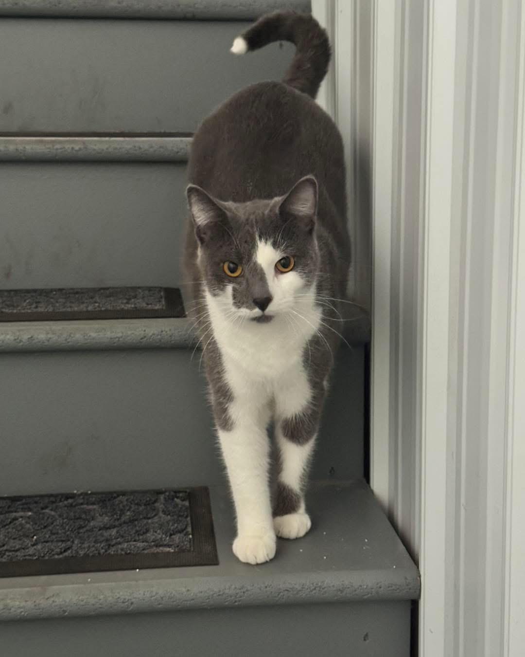 Frank & Cholula, a Adoptable Domestic Short Hair in Grand Haven, MI image 3/6