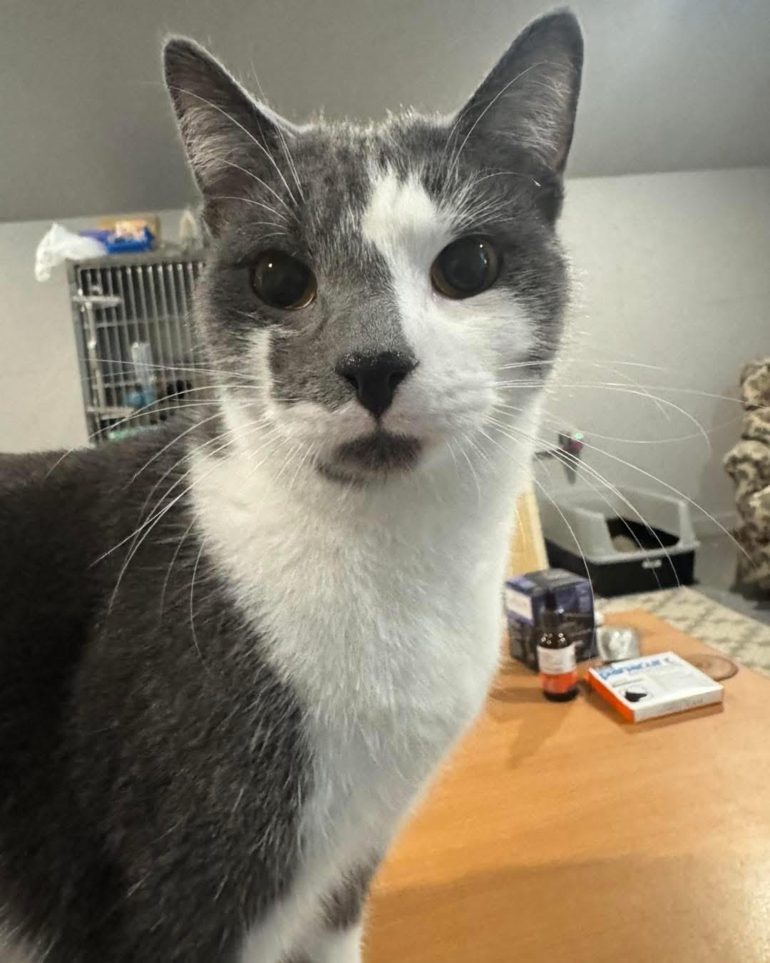 Frank & Cholula, a Adoptable Domestic Short Hair in Grand Haven, MI image 4/6