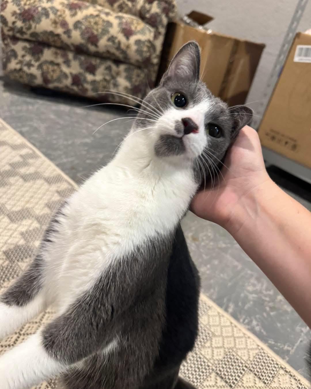 Frank & Cholula, a Adoptable Domestic Short Hair in Grand Haven, MI image 5/6