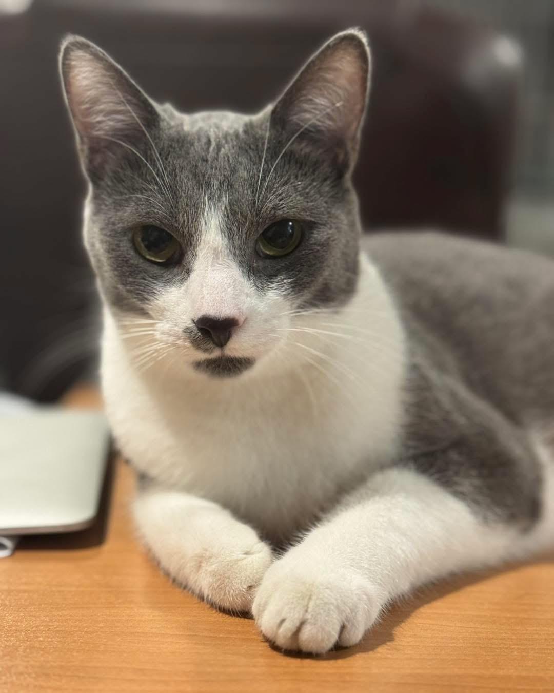Frank & Cholula, a Adoptable Domestic Short Hair in Grand Haven, MI image 6/6