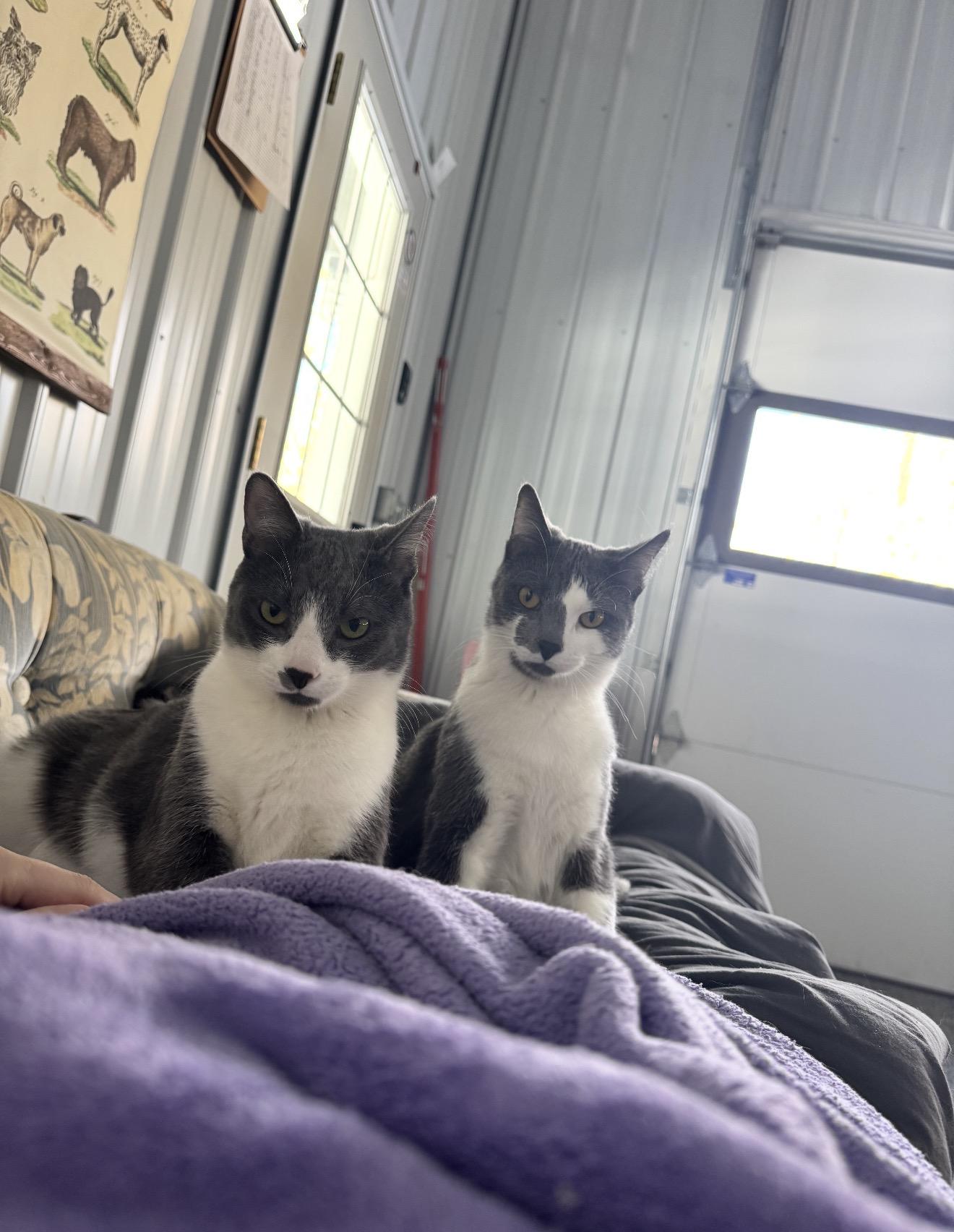 Frank & Cholula, Adoptable, Adult Male Domestic Short Hair.