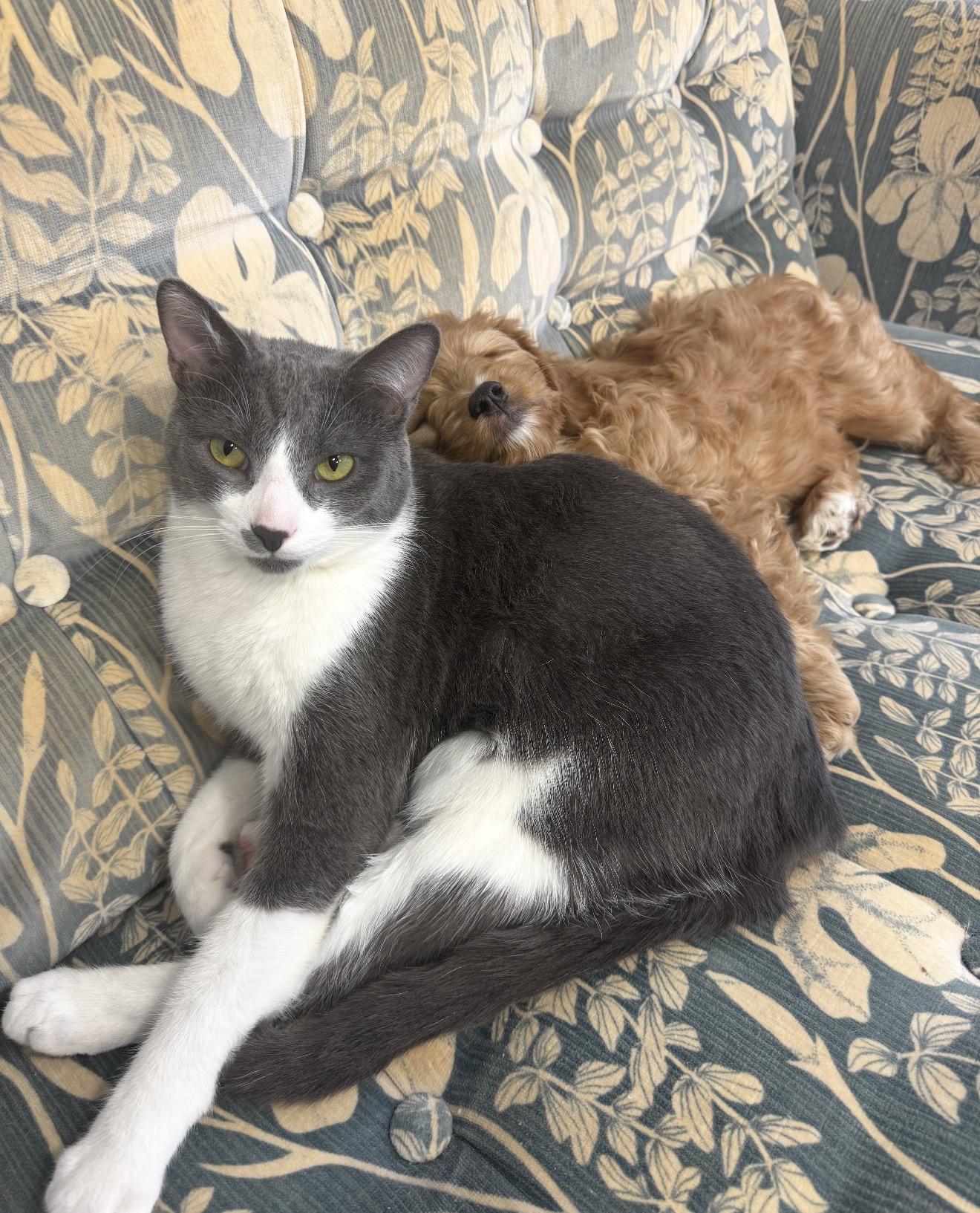 Enlarge Frank & Cholula, a Adoptable Domestic Short Hair in Grand Haven, MI image 6/6