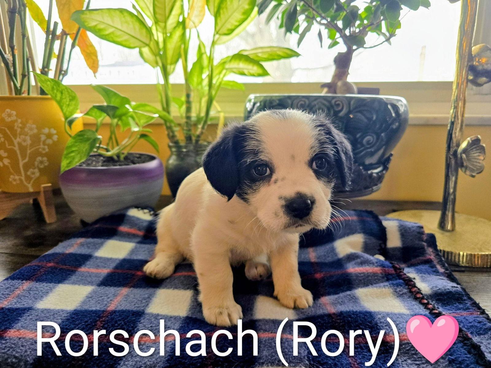 Enlarge Pippin's Puppies - Rorschach (Rory), a Adopted mixed breed in Ashville, OH image 1/2