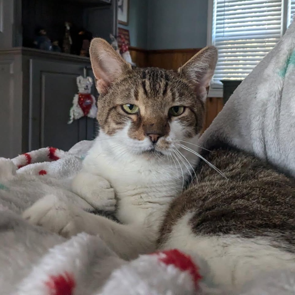Mackie, the lap cat!, Adult Male Domestic Short Hair