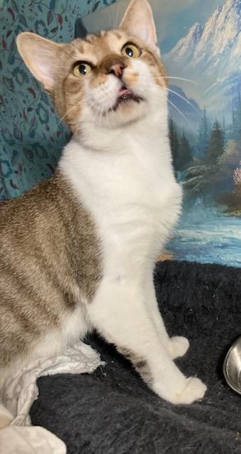 Enlarge Mackie, the lap cat. Foster needed!, a Adoptable Domestic Short Hair in Providence, RI image 3/5