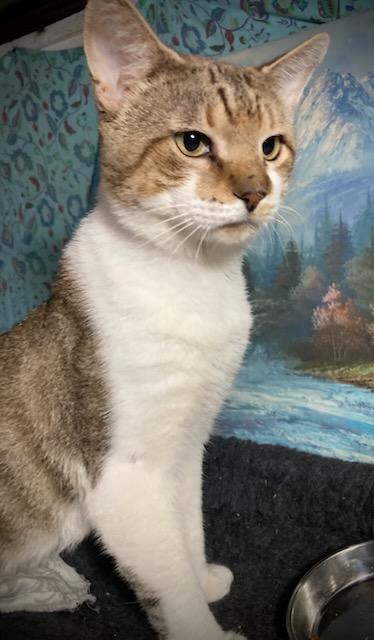 Enlarge Mackie, the lap cat. Foster needed!, a Adoptable Domestic Short Hair in Providence, RI image 5/5