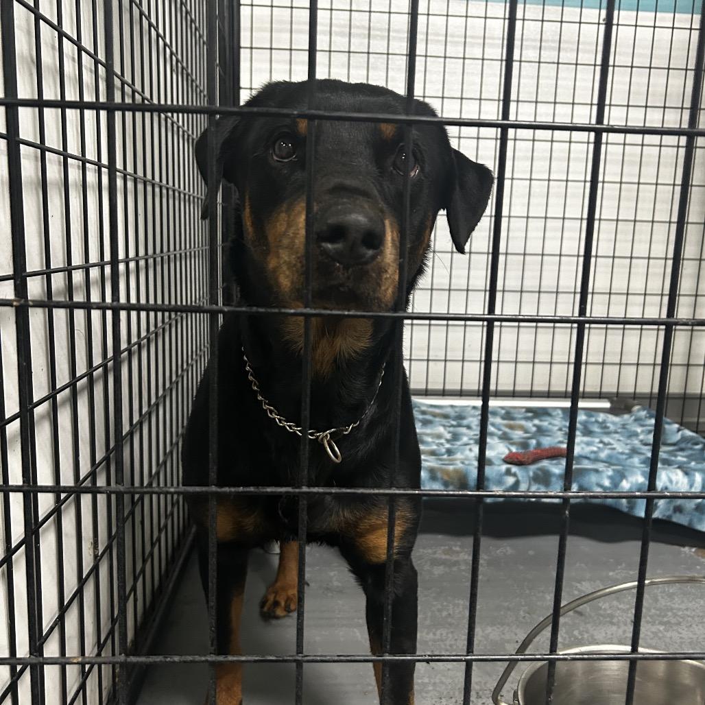 Enlarge Ryn, a Adoptable mixed breed in St. Louis, MO image 1/6