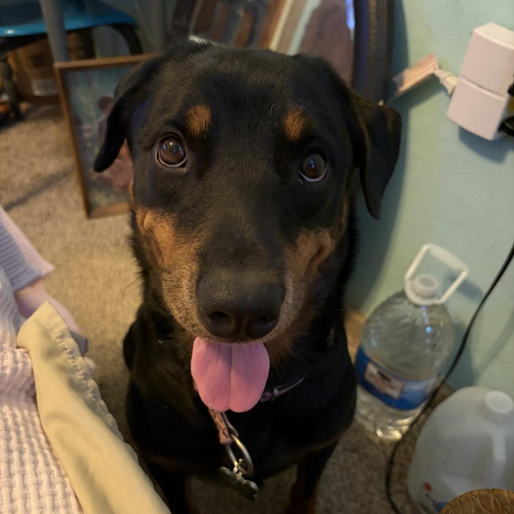Enlarge Ryn, a Adoptable mixed breed in St. Louis, MO image 2/6