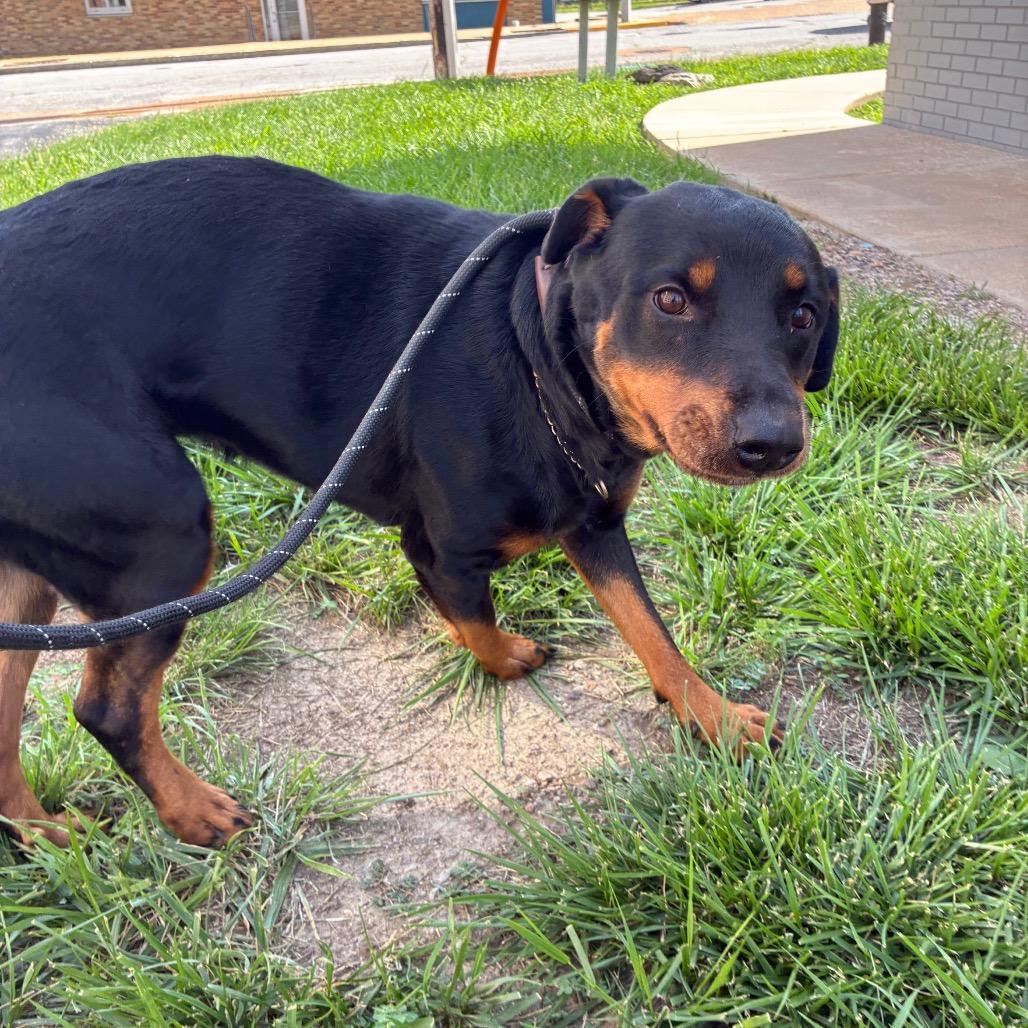 Enlarge Ryn, a Adoptable mixed breed in St. Louis, MO image 5/6
