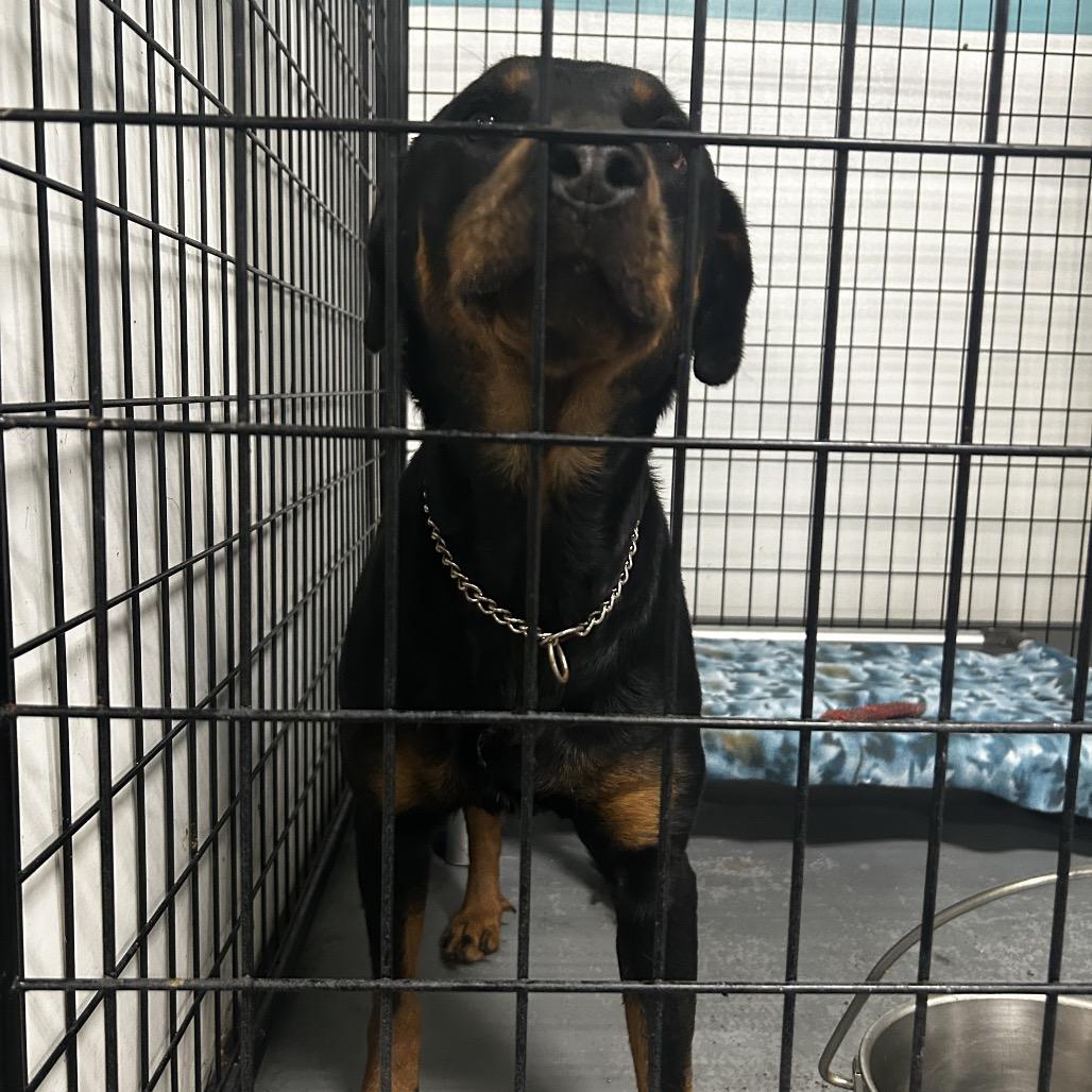 Enlarge Ryn, a Adoptable mixed breed in St. Louis, MO image 6/6