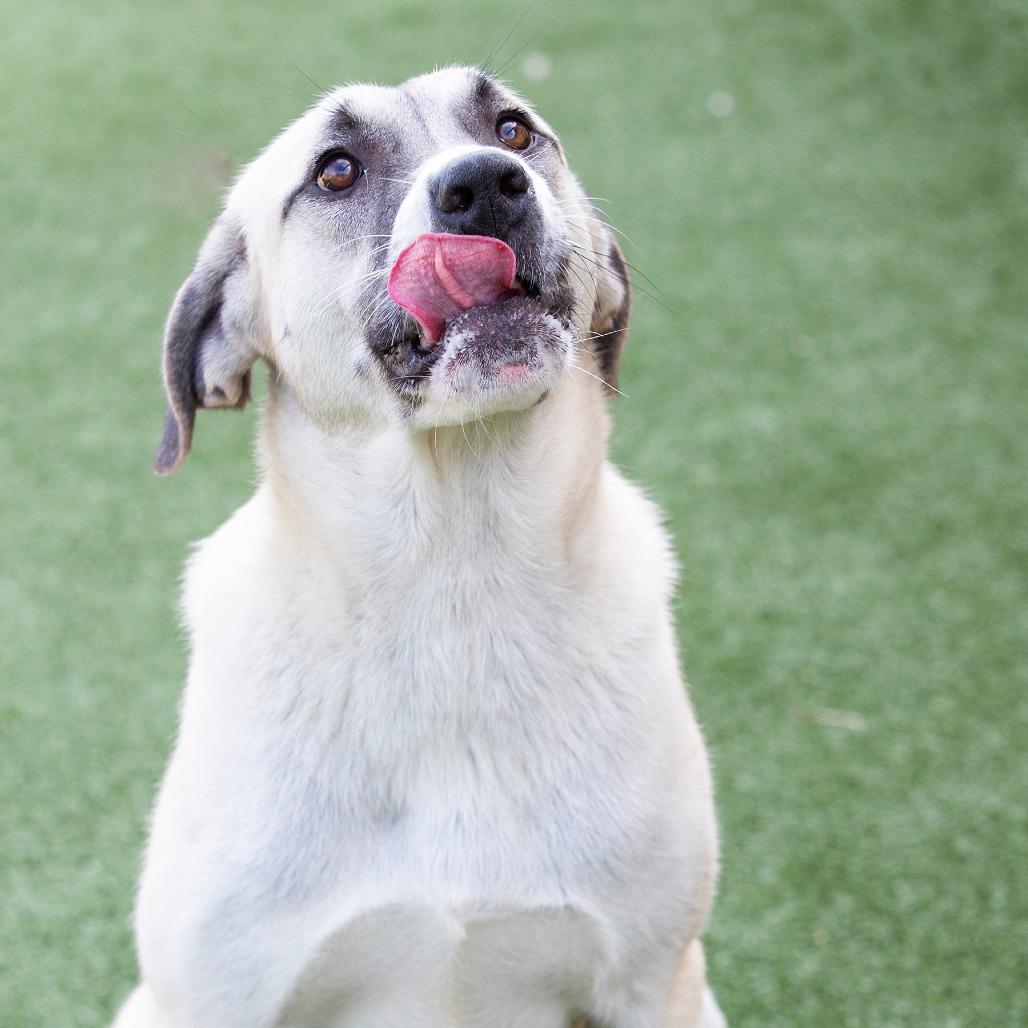 Enlarge Pippa, a Adoptable Mixed Breed in Cartersville, GA image 1/4