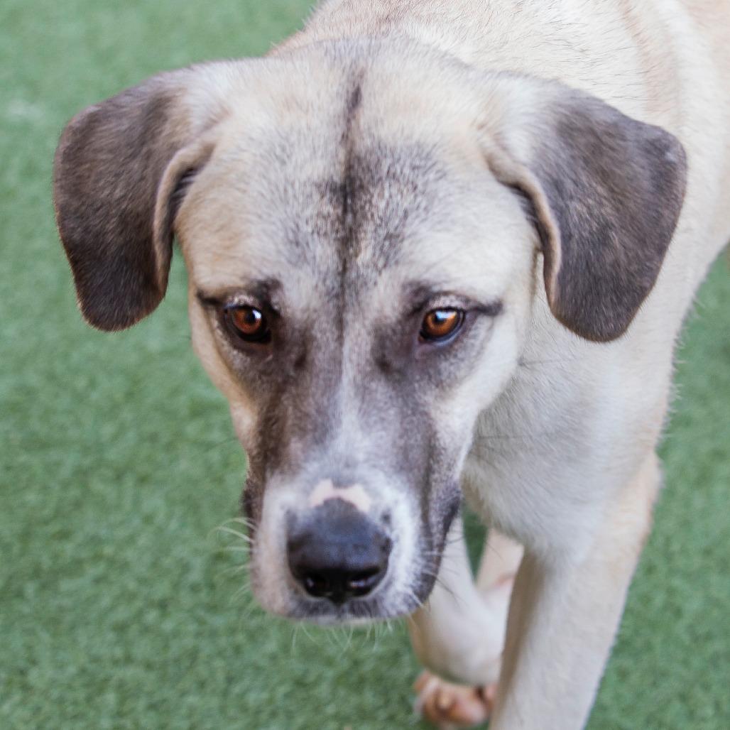 Enlarge Pippa, a Adoptable Mixed Breed in Cartersville, GA image 2/4