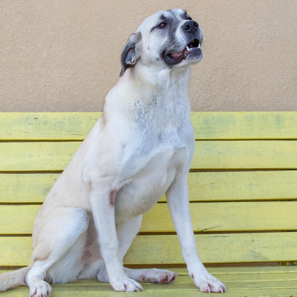 Enlarge Pippa, a Adoptable Mixed Breed in Cartersville, GA image 3/4