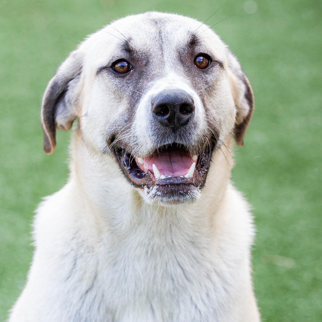 Enlarge Pippa, a Adoptable Mixed Breed in Cartersville, GA image 4/4