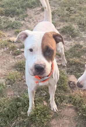 Enlarge Sage, a Adoptable mixed breed in Johnston , RI image 3/4