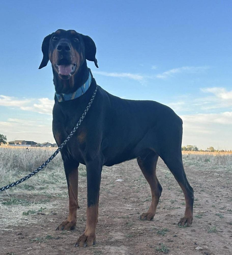 Cobra, Adoptable, Adult Male Doberman Pinscher.
