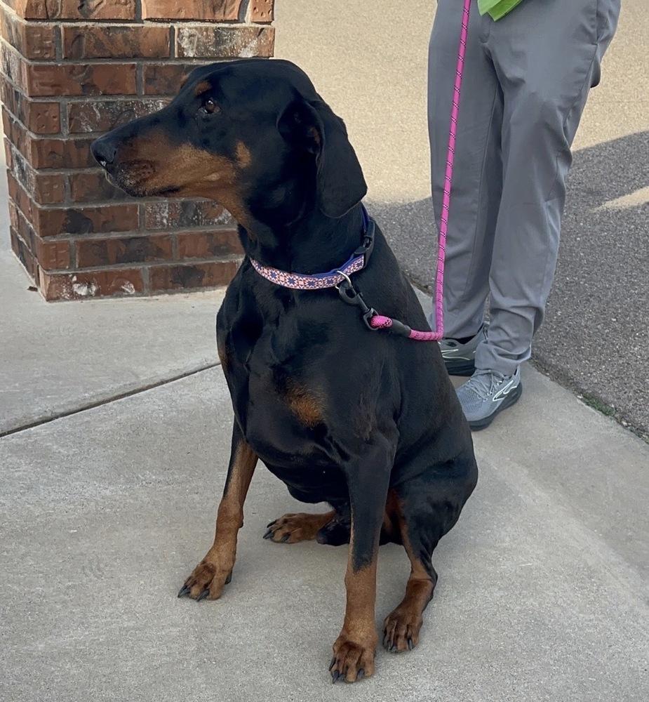 Cobra, a Adoptable Doberman Pinscher in Clovis, NM image 2/6