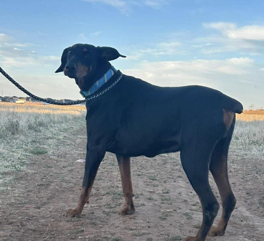 Cobra, a Adoptable Doberman Pinscher in Clovis, NM image 3/6