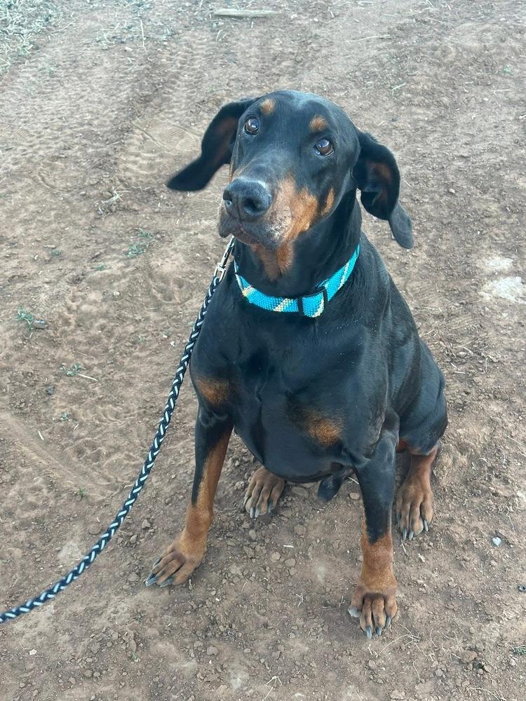 Cobra, a Adoptable Doberman Pinscher in Clovis, NM image 4/6
