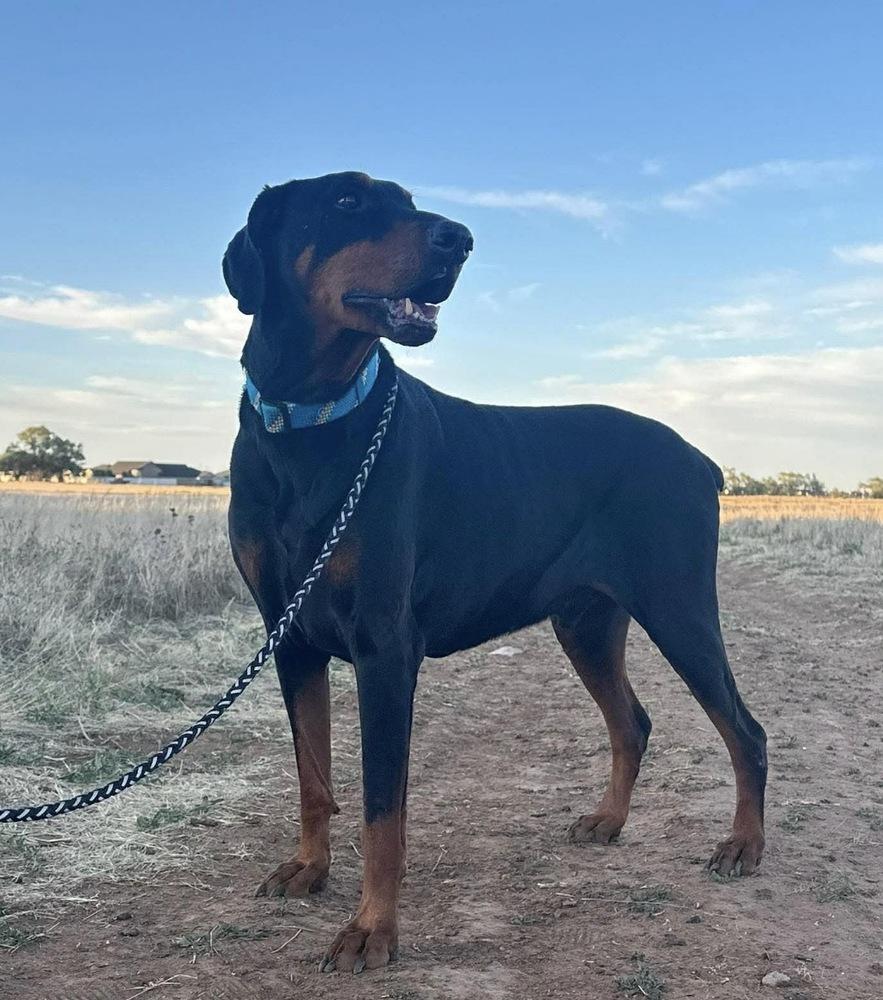 Cobra, a Adoptable Doberman Pinscher in Clovis, NM image 5/6