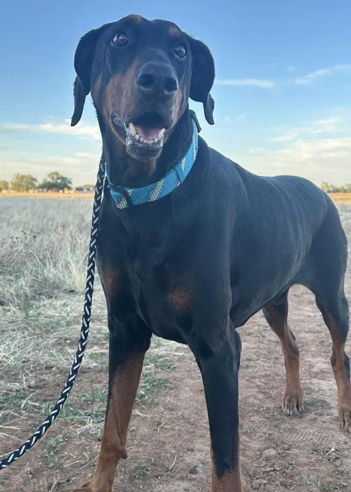 Cobra, a Adoptable Doberman Pinscher in Clovis, NM image 6/6