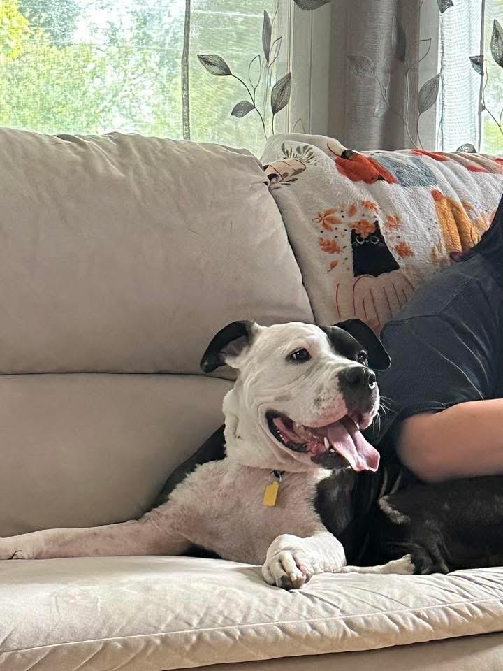 Calliope thumbnail 2