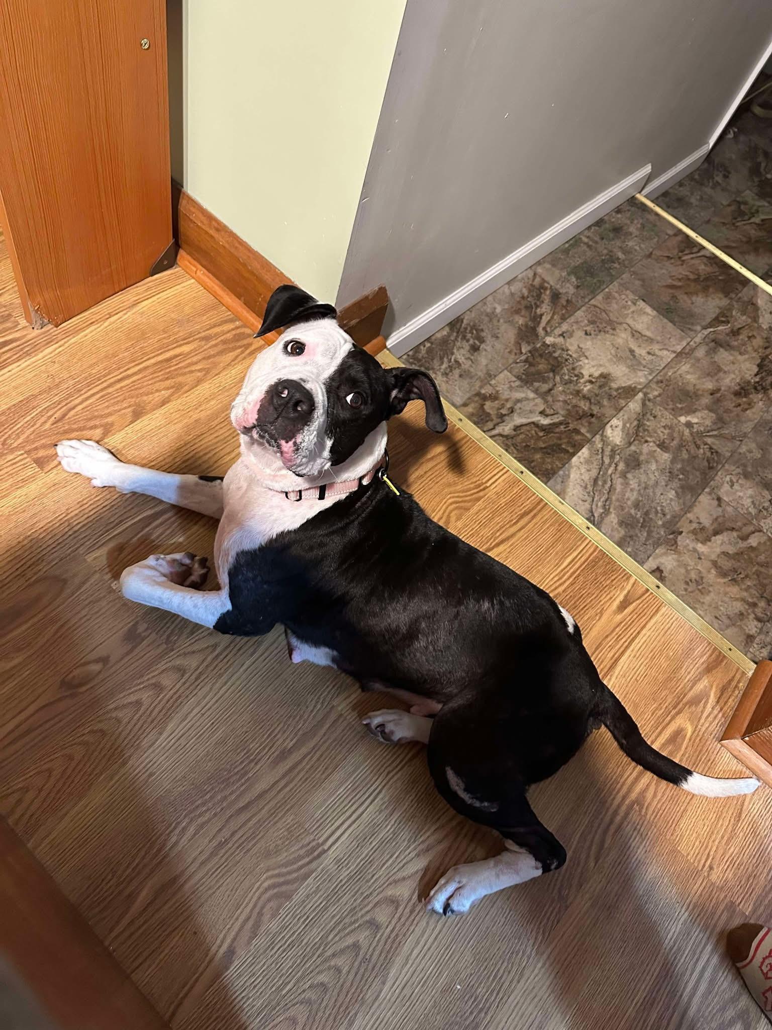 Calliope thumbnail 3