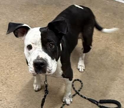 Calliope thumbnail 4