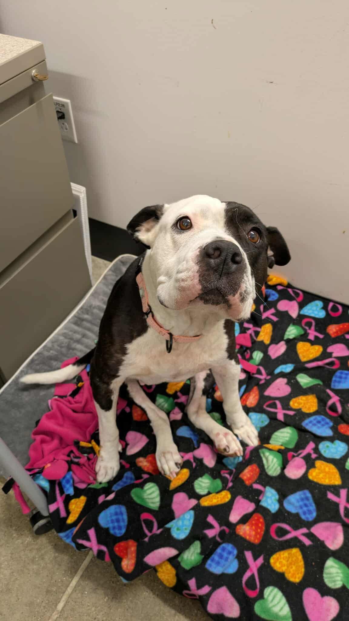 Calliope thumbnail 5